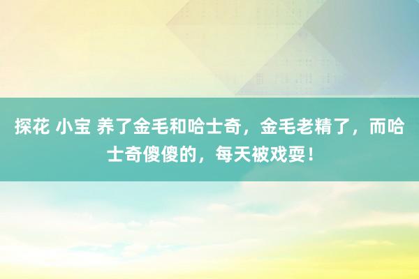 探花 小宝 养了金毛和哈士奇，金毛老精了，而哈士奇傻傻的，每天被戏耍！