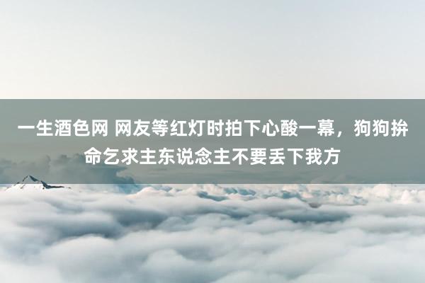 一生酒色网 网友等红灯时拍下心酸一幕，狗狗拚命乞求主东说念主不要丢下我方